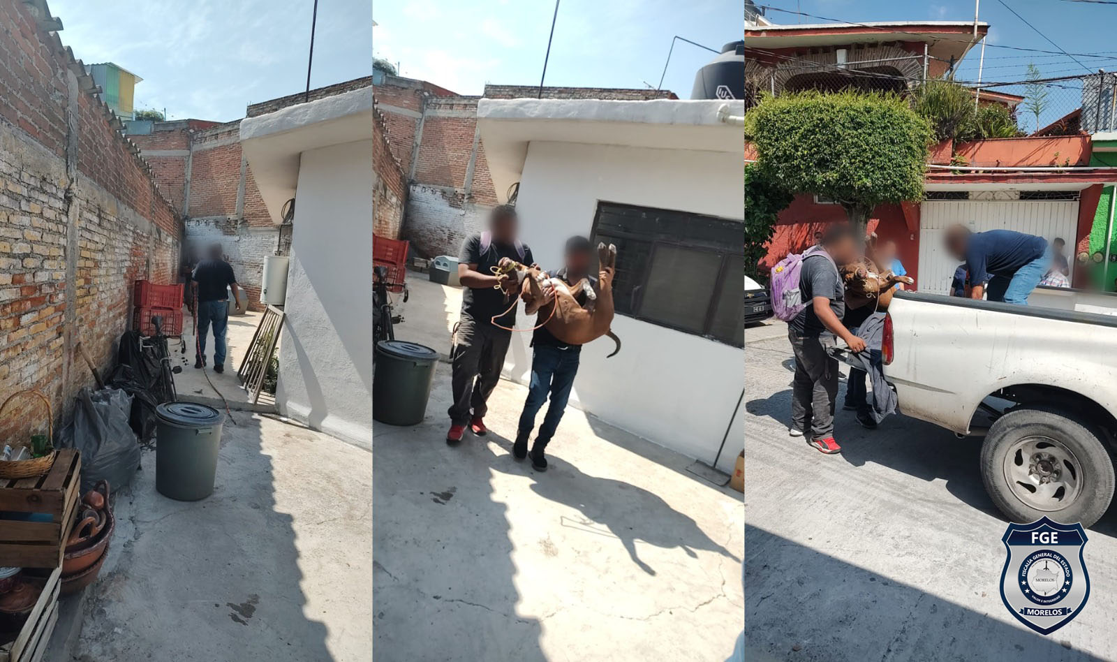 Realiza FGE cateo para asegurar a canino