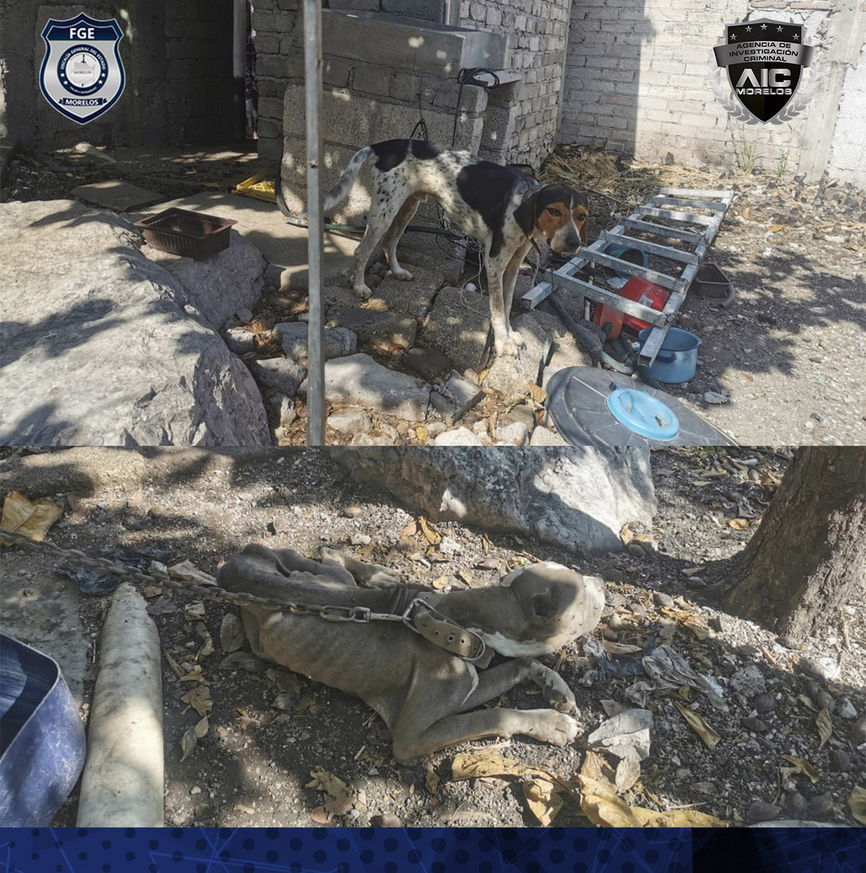Fiscalía Oriente rescata a dos caninos en Ayala